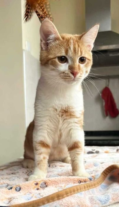 Момченце на 6 месеца търси дом