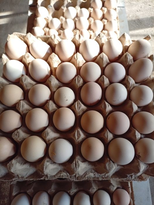 Яйца-Домашняя продукция.