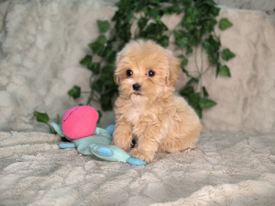 Vand baietel maltipoo toy - minitoy F1