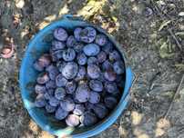 Vand prune pentru tuica