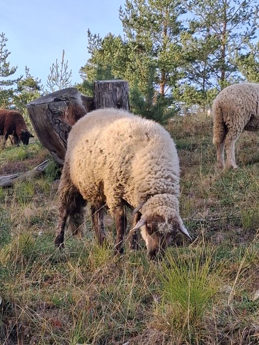 Vând un cârlan de anul ăsta sau schimb.