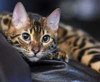 Вязка Бенгальского кота Красивый крупная резетка