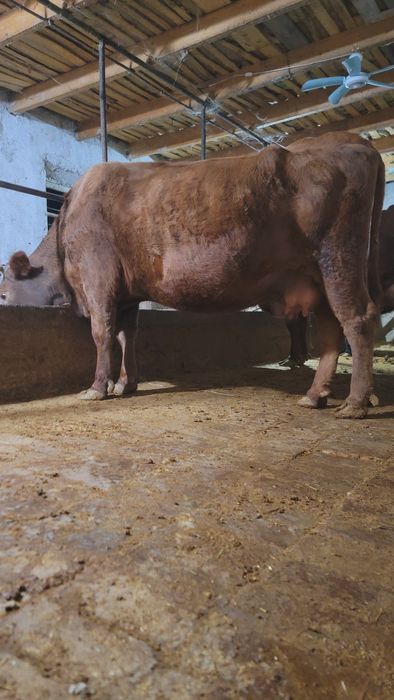 Sigir sotiladi Samarqand