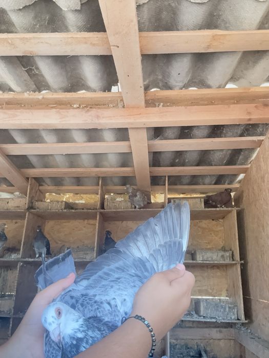 Vand o pereche de porumbei