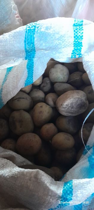 Продам кормовой картофель