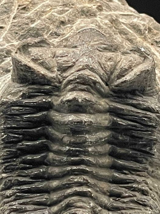 Фосил: трилобит Coltraneia, автентичен