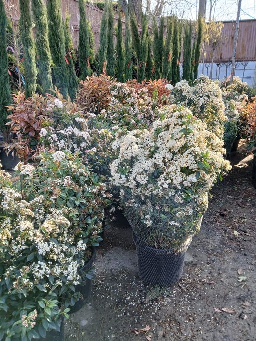 Plante ornamentale
