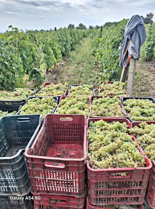 Struguri de vin