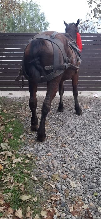 Vând mânză de 2 ani învățată