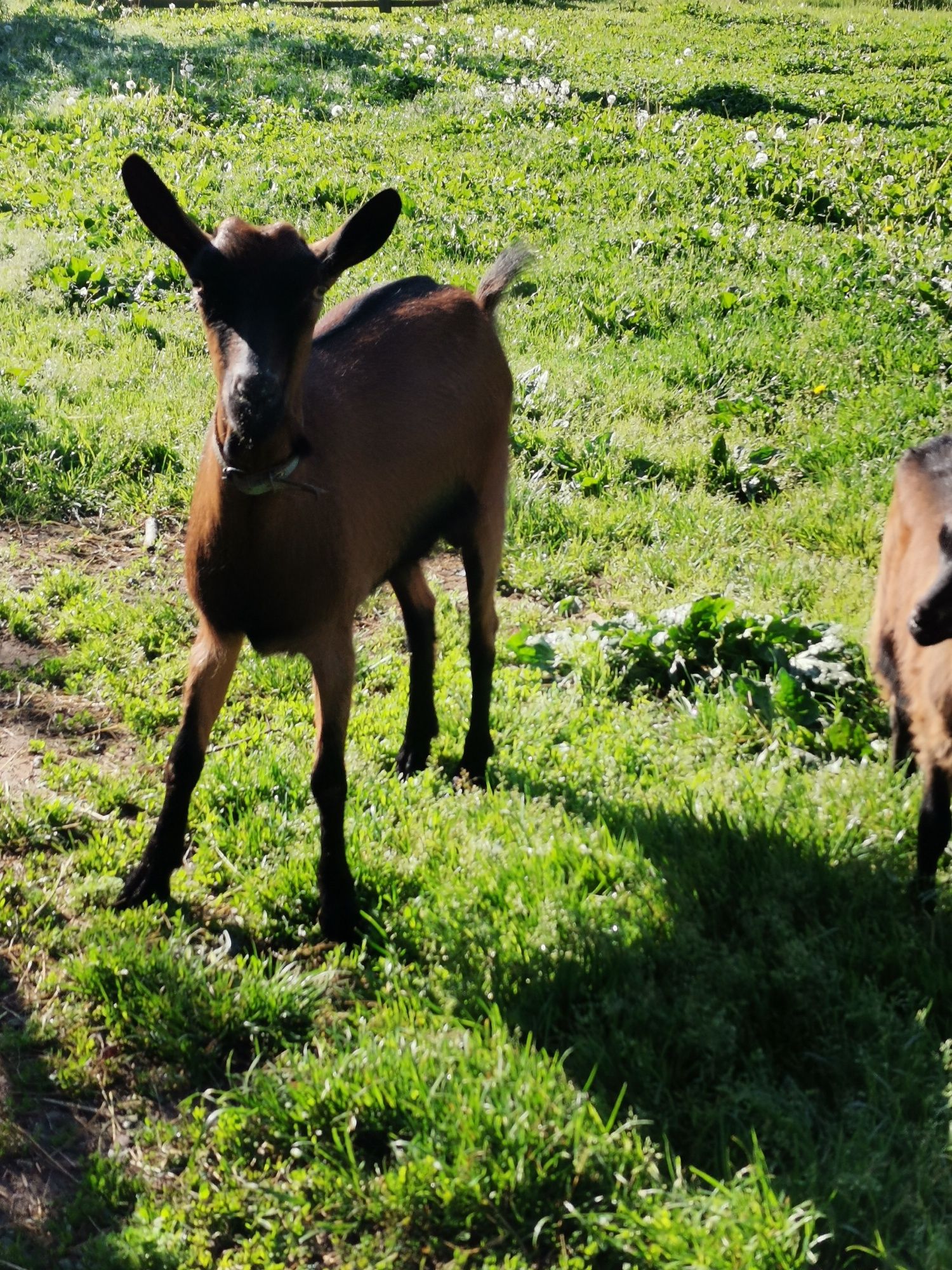 Familie de capre alpine