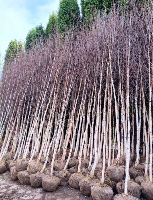 Vand mestecan tei platan