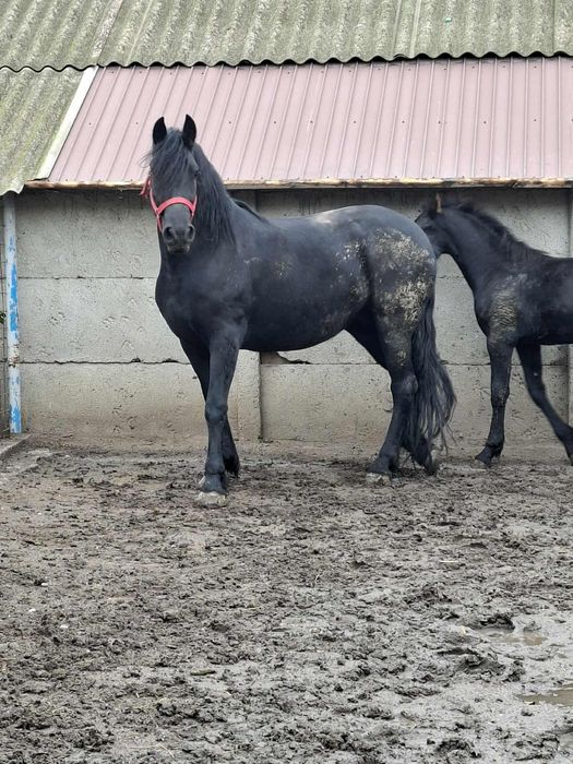 Manza si iapa metis de friz