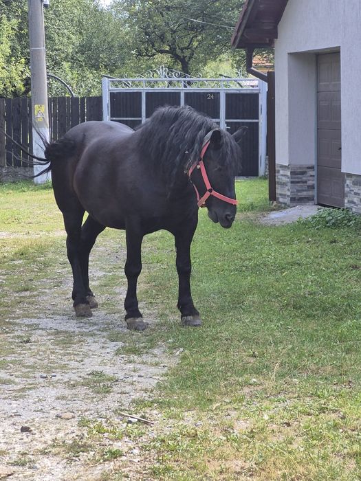 Cal deosebit de 6ani