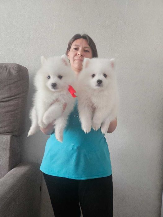 Продаются щенки японского шпица