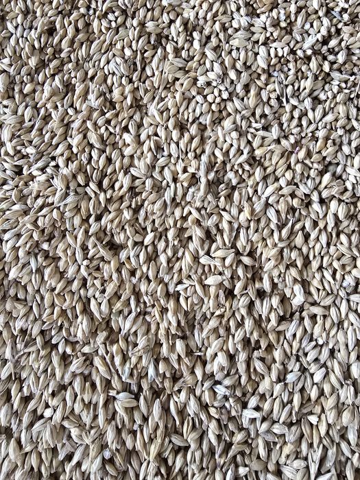 Porumb,grau,orz,ovaz