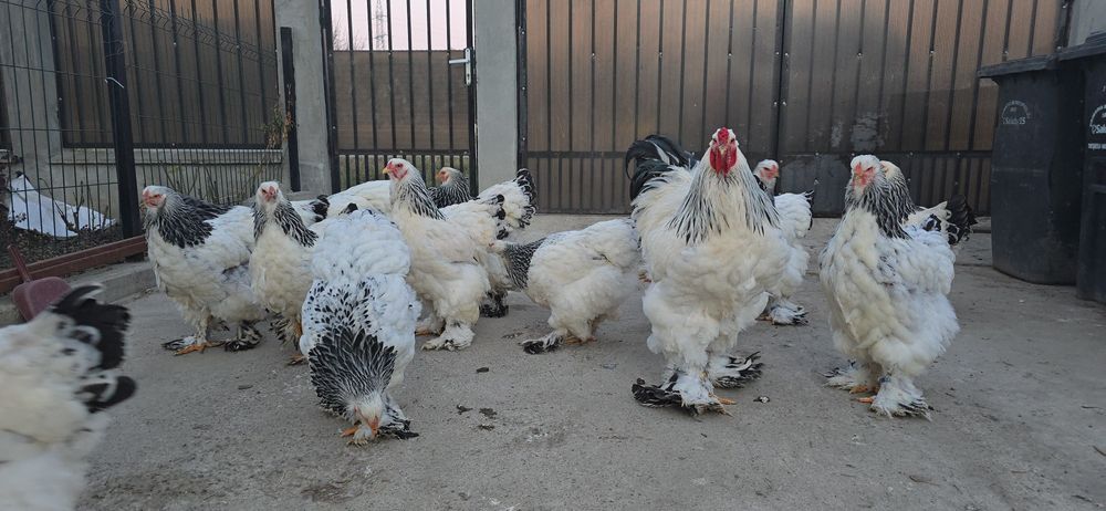 Brahma Herminat Deschis