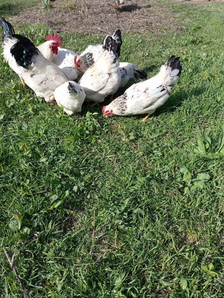 Adler tuxumlari sotiladi