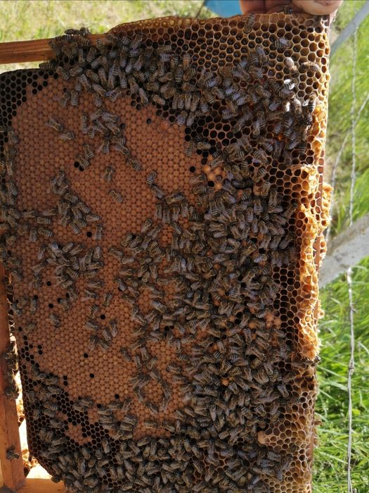 Пчелни майки и отводки 2023!