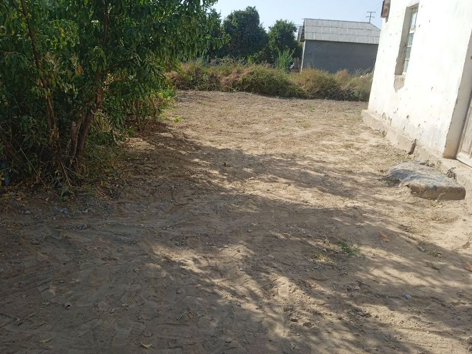 Srochni yer sotiladi,14 sutq,2 xona uy,80 ta bodomzor,:manzil:termiz t