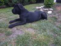 Vand catelusa cane corso