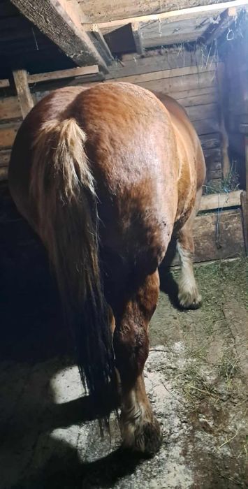 Vând iapă gestantă