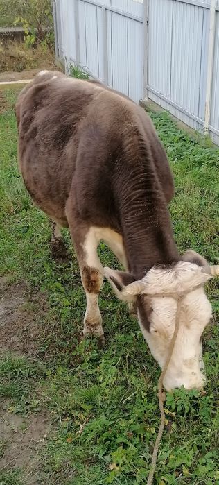 Vând vacă cu lapte.