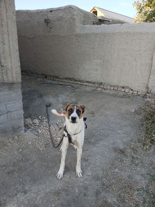 Alabay kuchuk sotiladi