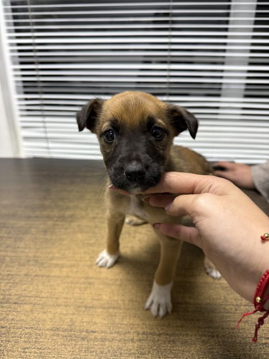 подарявам полу белгийска овчарка