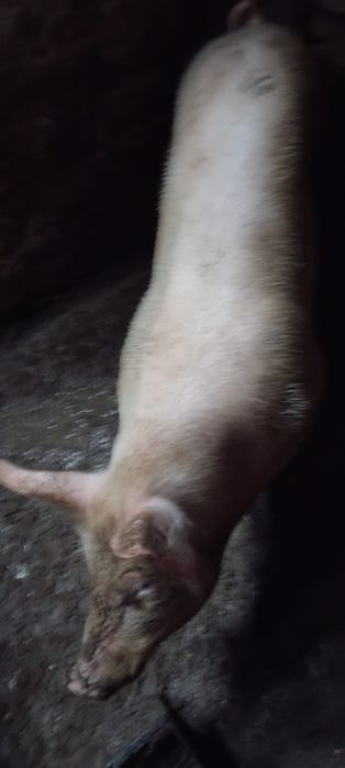 Прасе на 8 месеца