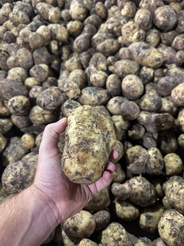 Продажа свежего картофеля