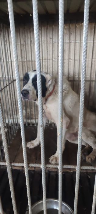 Овчарки,алабаи ждут и верят что найдутся новые хозейва