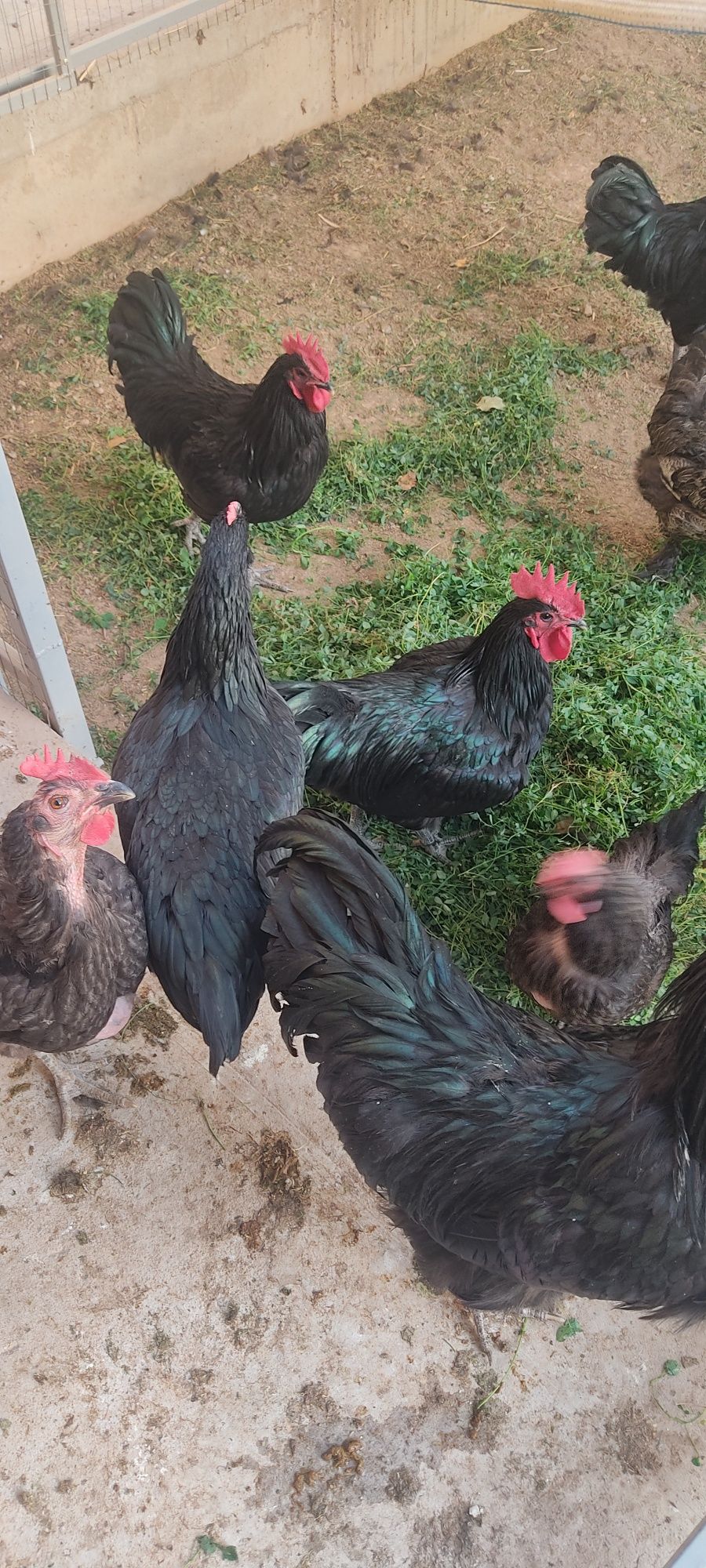Avstralorp xurozlari 6-7 oylik