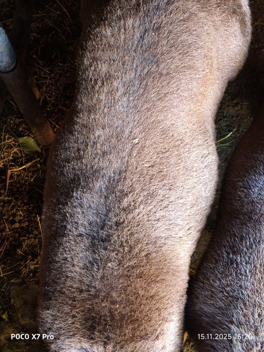 Продается кучкары