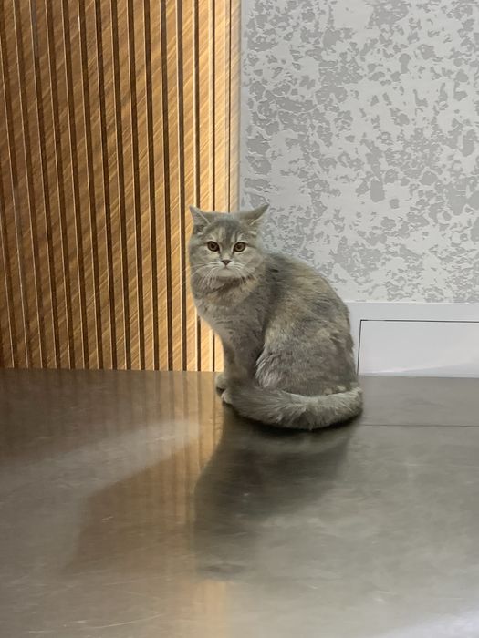 Скотиш страйт тоза