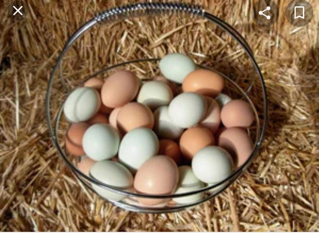 Яйца    цесарки  продам