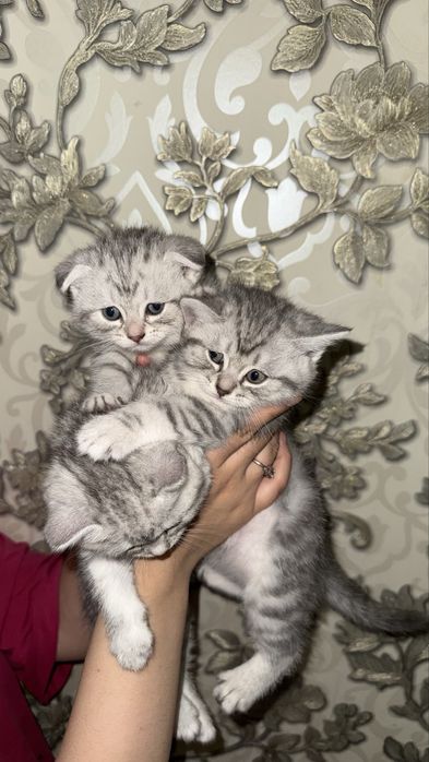 Продам котят мама шотландская веслоуха, отец шиншилла