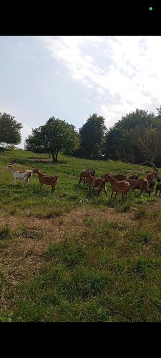 Vand 19 Capre Alpine Franceze 2 iedute si un tap