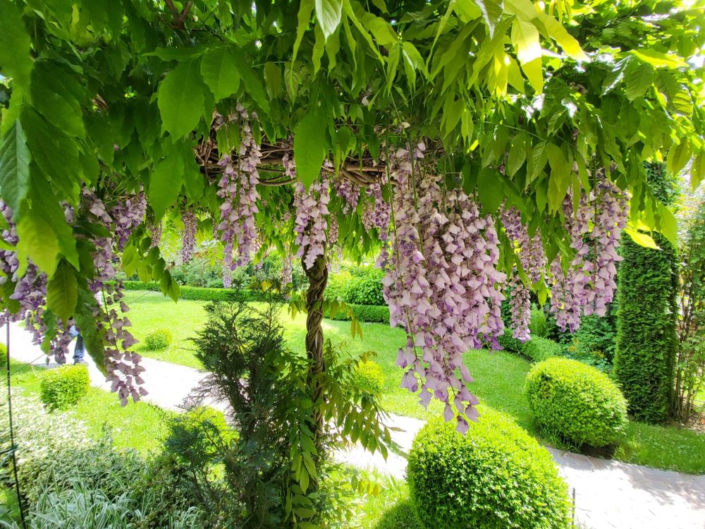 Glicină wisteria mov