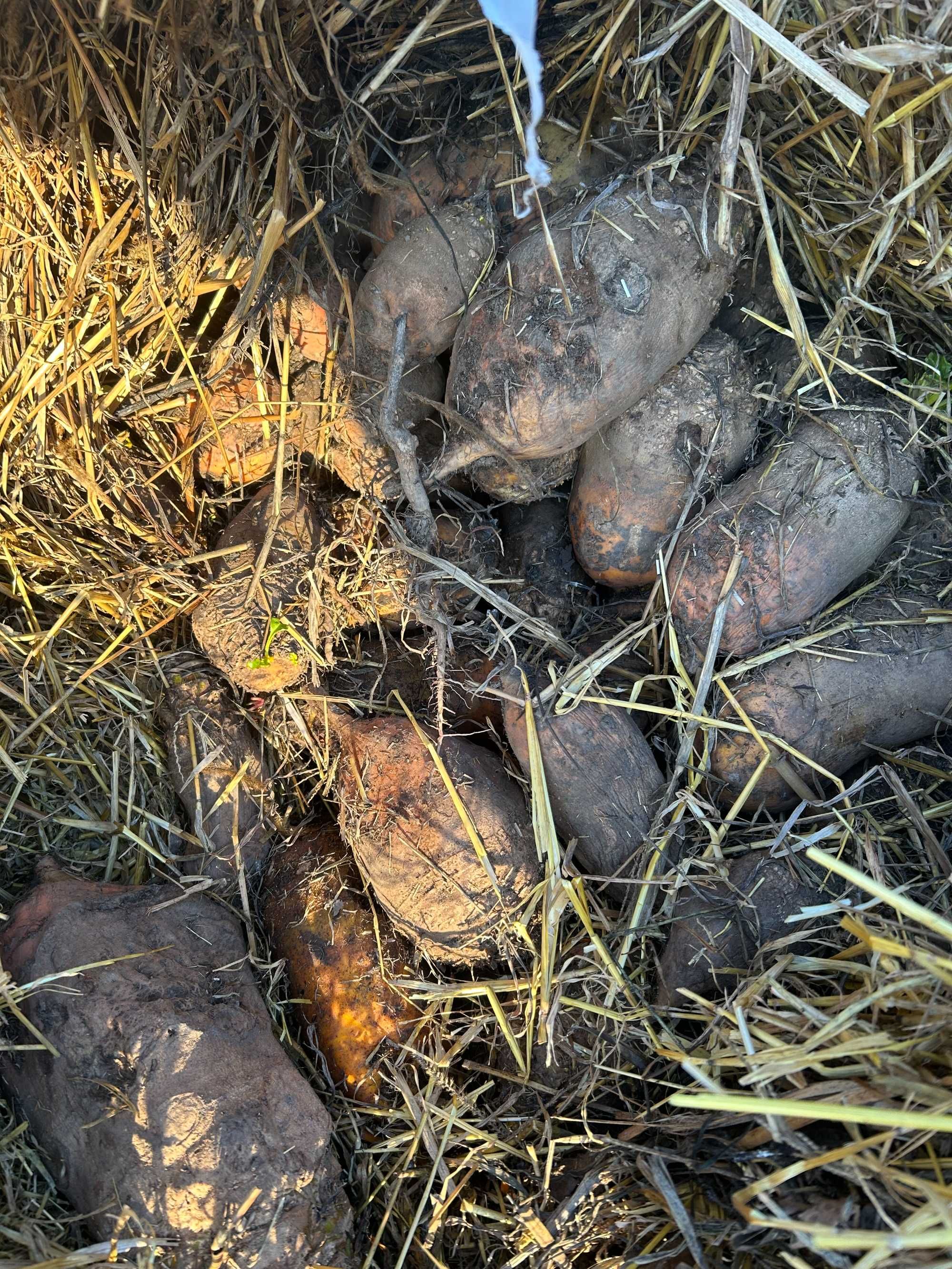 Sfeclă furajeră de vânzare