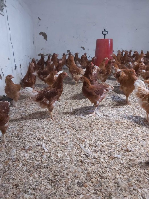 Puicute ouatoare /pui gaina rasa oua / pui albi de carne/găini outoare