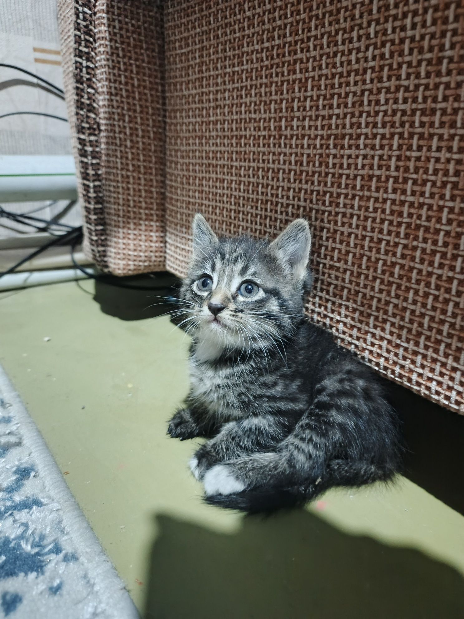 Пристраиваются котята ТОЛЬКО В ДОБРЫЕ РУКИ!
