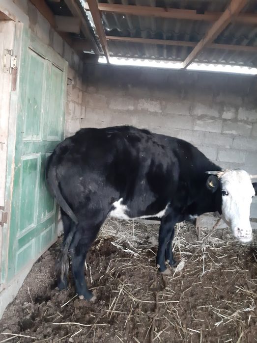 Сиыр сатылады 350.000тг