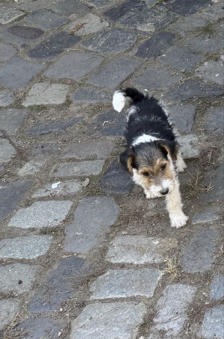 Fox terrier sârmos