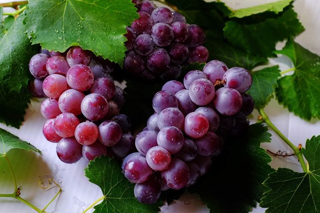 Struguri de vanzare pentru vin Rosior și galbioara