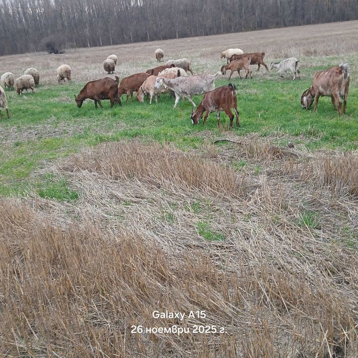 Продавам продавам редовни бременни кози