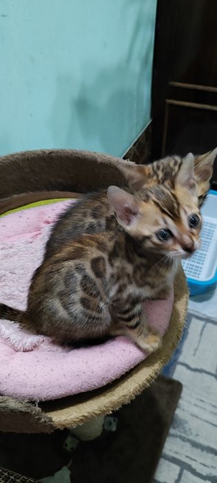 Продаются бенгальские котята