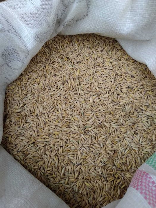 Porumb triticale orz grau floarea soarelui faina pasat cu transport