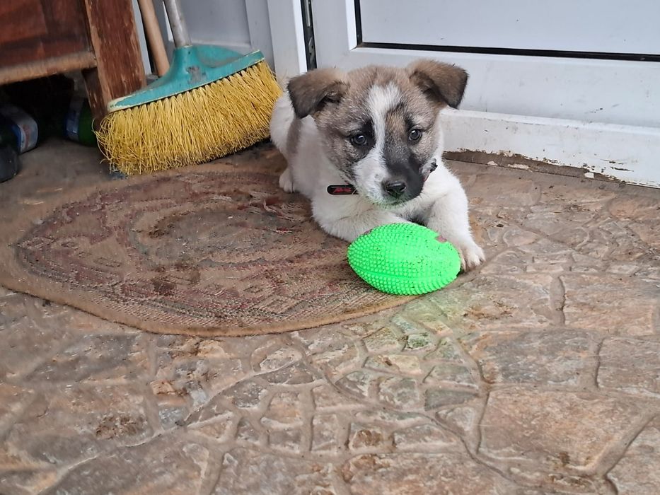 Adopție cățeluşă abandonată