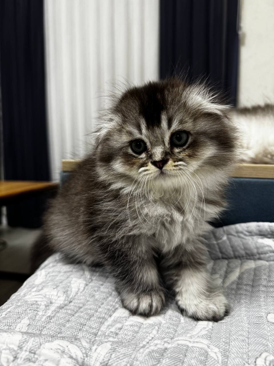 Шотланские котята от правильной вязки