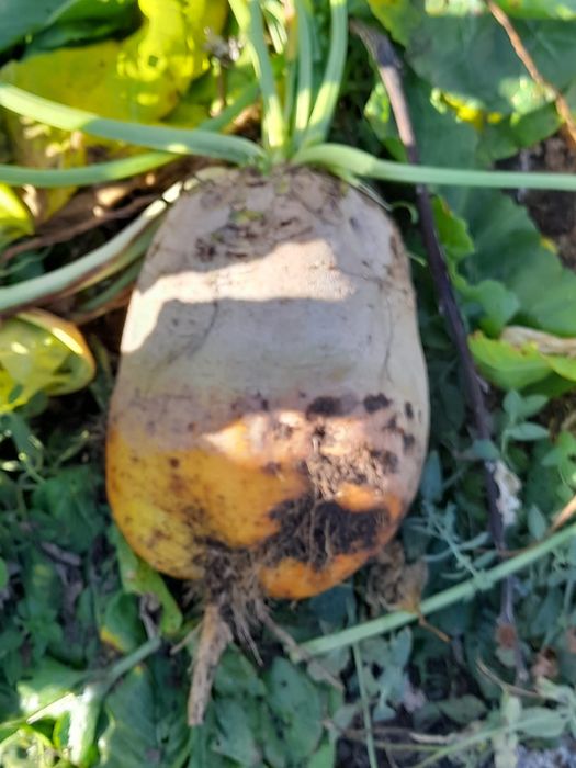 Vând sfeclă furajera